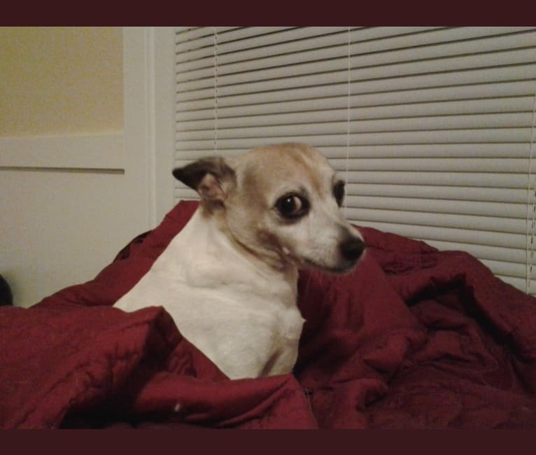 Photo of Roo, a Rat Terrier, Chihuahua, and Mixed mix in Hattiesburg, Mississippi, USA