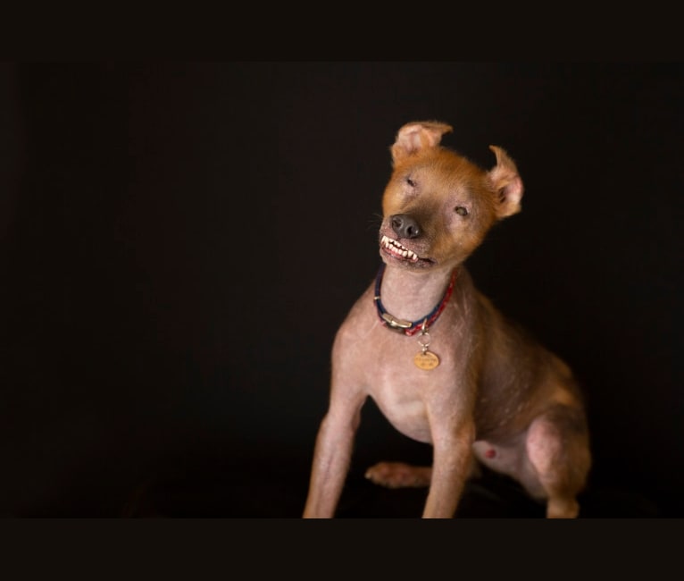 Photo of Chupey, an American Pit Bull Terrier and Rottweiler mix in Stockton, Georgia, USA