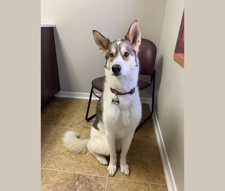 Embark Dog DNA Test Breed