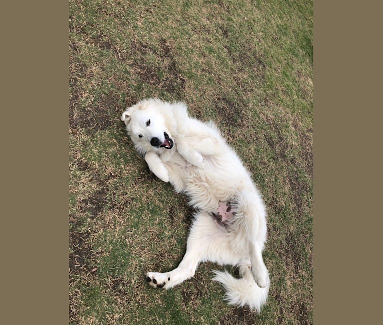 Looney “Chik’in Mini Bandit” Bear, a Great Pyrenees tested with EmbarkVet.com