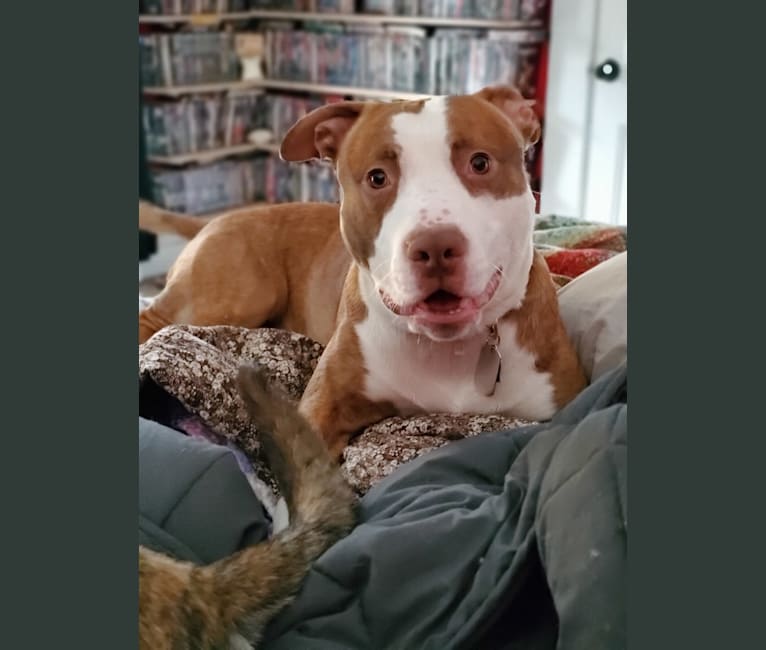 Moose, an American Pit Bull Terrier and American Bulldog mix tested with EmbarkVet.com