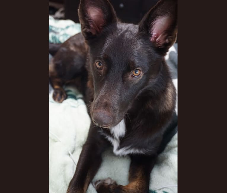 Photo of Eva, a Norwegian Elkhound, Australian Shepherd, and Miniature/MAS-type Australian Shepherd mix in Grove City, Pennsylvania, USA