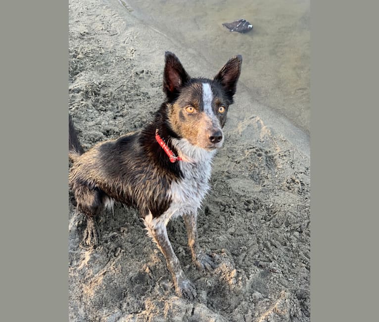 Australian shepherd kelpie discount
