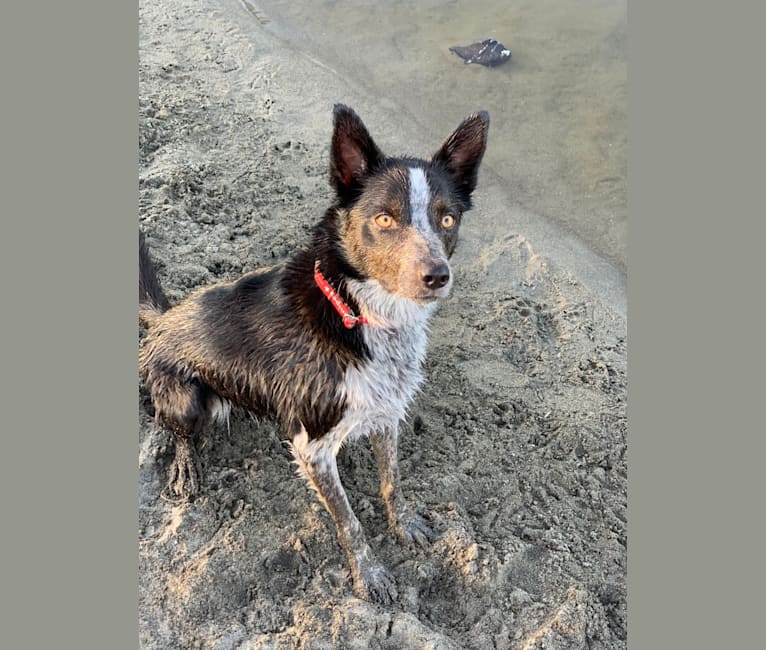 Juniper, a Border Collie and Australian Shepherd mix tested with EmbarkVet.com