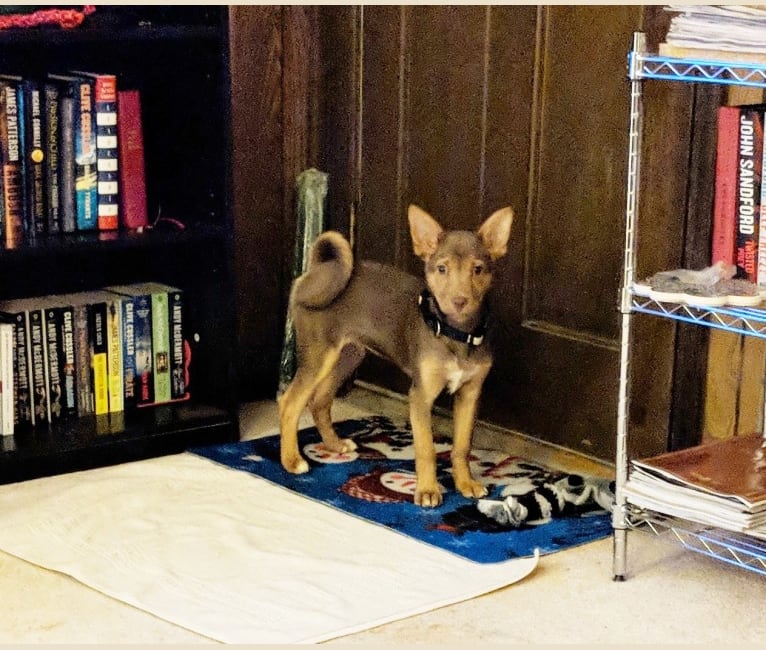 Chow terrier mix cheap