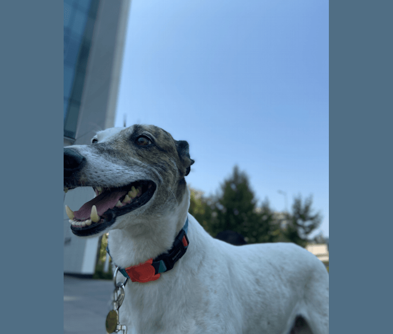 Kenzō, a Greyhound and American Village Dog mix tested with EmbarkVet.com