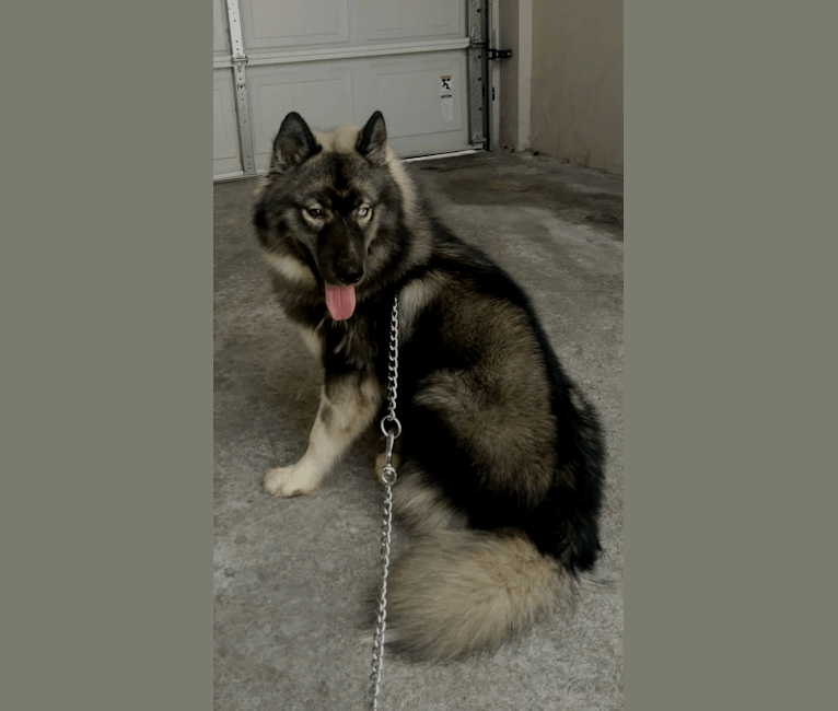 Wooly agouti shop husky