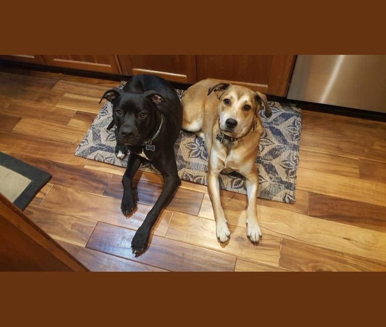 Lucky, a Labrador Retriever and Staffordshire Terrier mix tested with EmbarkVet.com