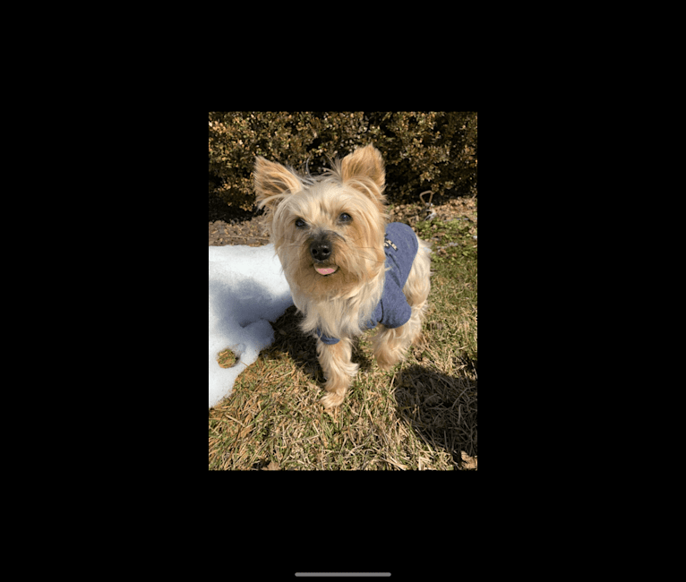 Photo of Chewie, a Yorkshire Terrier  in Bethlehem, Pennsylvania, USA