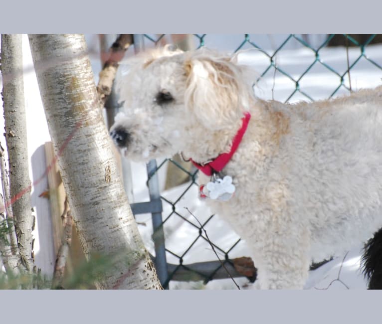 Fig, a Soft Coated Wheaten Terrier and Miniature Schnauzer mix tested with EmbarkVet.com