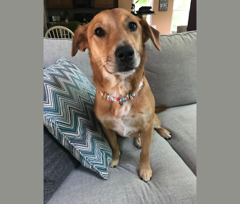 Daeny, an Australian Cattle Dog and Golden Retriever mix tested with EmbarkVet.com