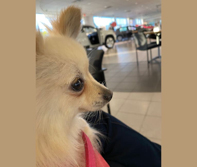 Sofia, a Pomeranian tested with EmbarkVet.com