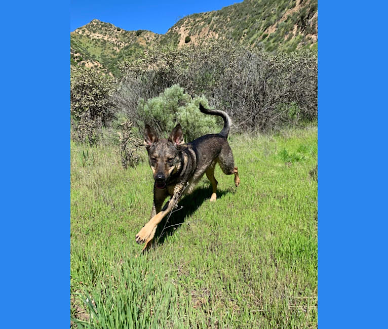 Photo of Buck, a German Shepherd Dog, American Pit Bull Terrier, and American Staffordshire Terrier mix in Santa Clarita, California, USA