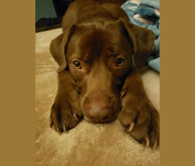 Parker, a Neapolitan Mastiff and Siberian Husky mix tested with EmbarkVet.com