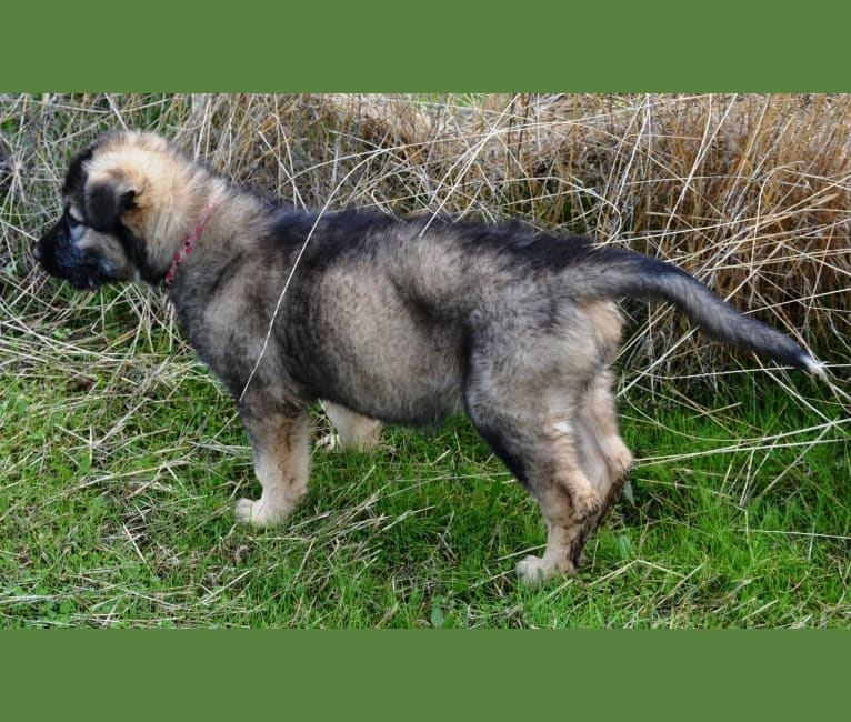 Toodles, an Alaskan Malamute and German Shepherd Dog mix tested with EmbarkVet.com