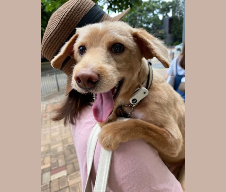 Embark Dog Dna Test Breed