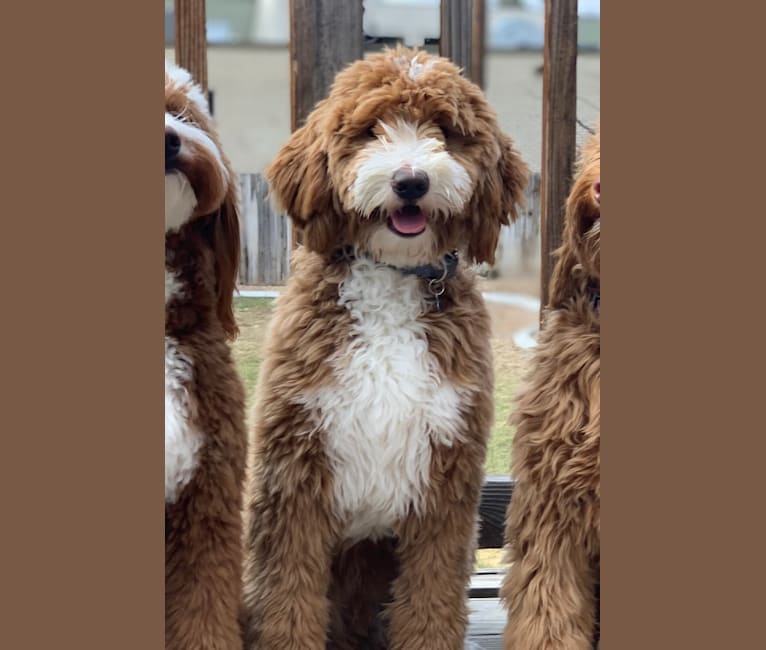 Photo of Mav, a Goldendoodle  in Appleton, WI, USA