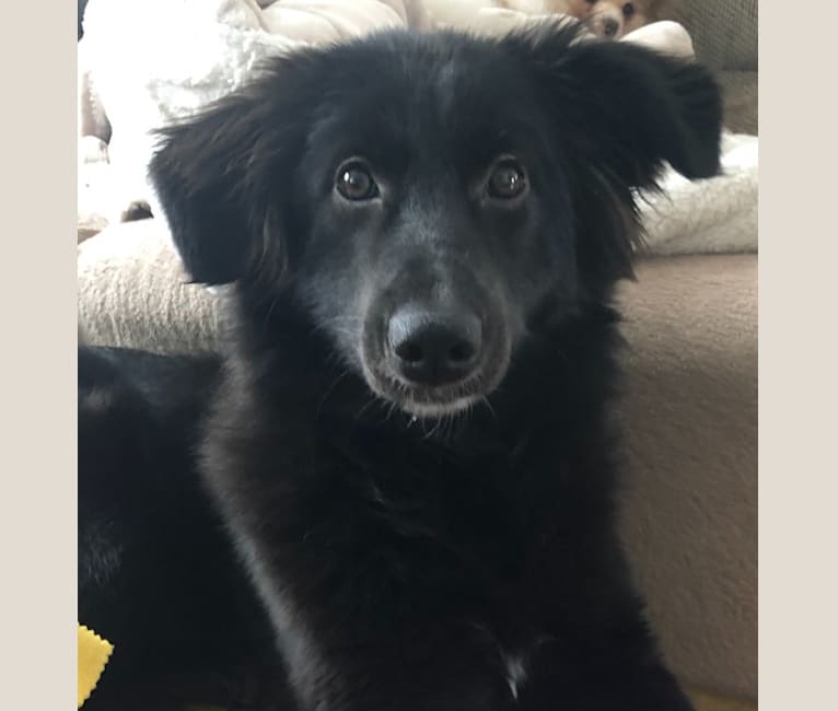 Dotty, a West Asian Village Dog tested with EmbarkVet.com