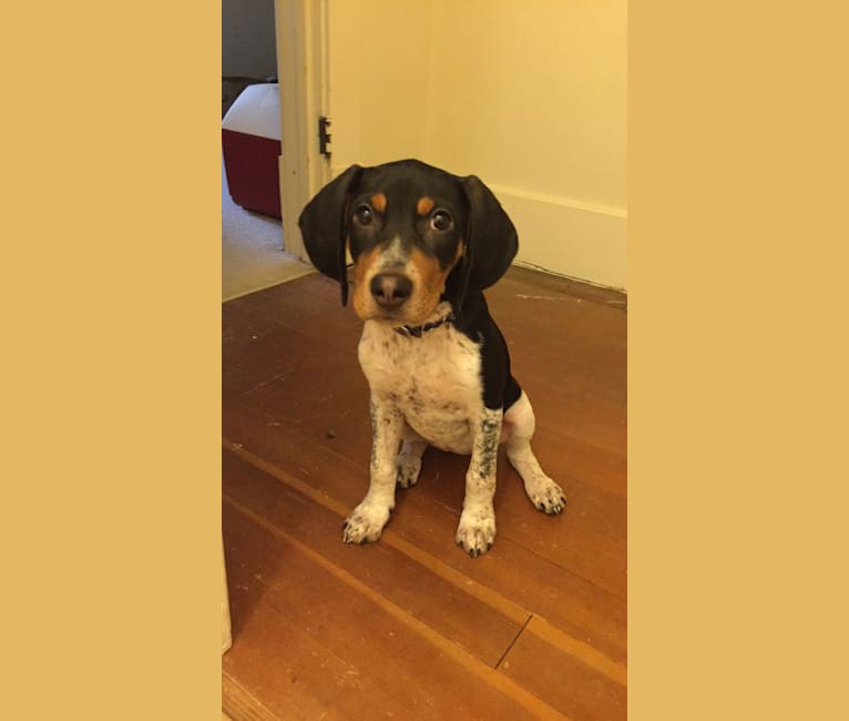 Ruby, a Treeing Walker Coonhound and Bluetick Coonhound mix tested with EmbarkVet.com