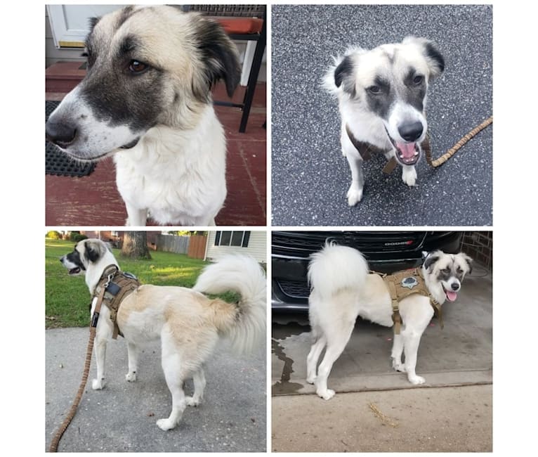 bell, a Great Pyrenees and Akita mix tested with EmbarkVet.com