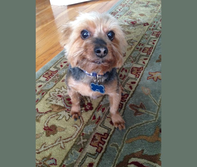 Photo of Buddy, a Yorkshire Terrier  in New York, New York, USA