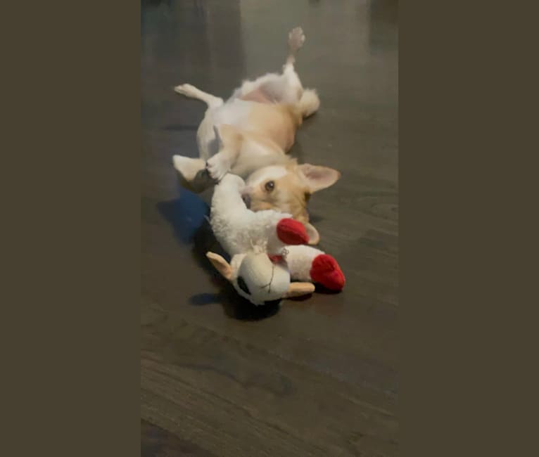 Leo, a Pomeranian and Poodle (Small) mix tested with EmbarkVet.com