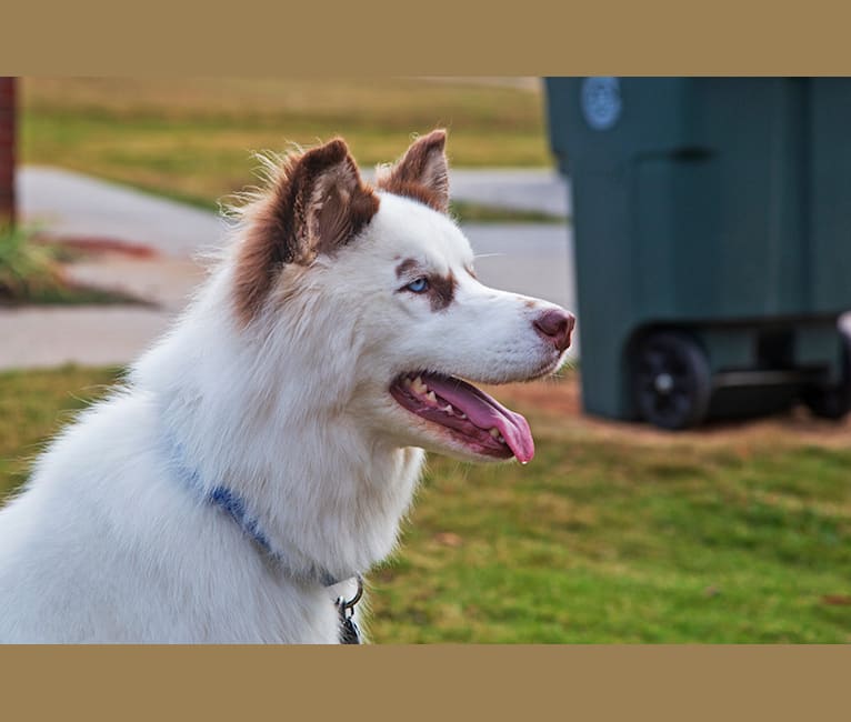 Hudson, a Siberian Husky tested with EmbarkVet.com