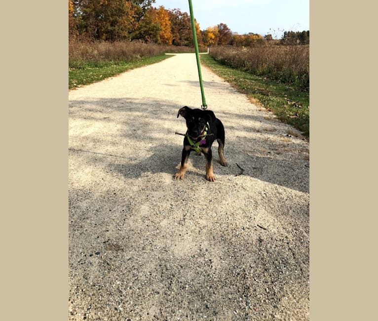 Photo of Anna, a German Shepherd Dog, American Pit Bull Terrier, Labrador Retriever, and Mixed mix in Normal, Illinois, USA