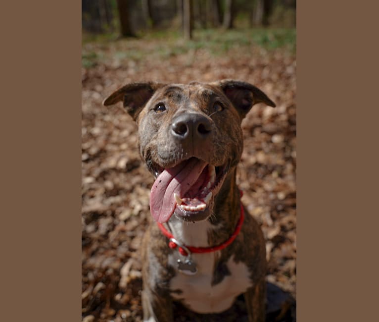Photo of Keira, an American Pit Bull Terrier, American Staffordshire Terrier, and Mixed mix in Tennessee, USA