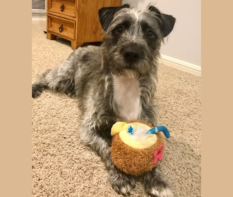 Great dane shih hotsell tzu mix