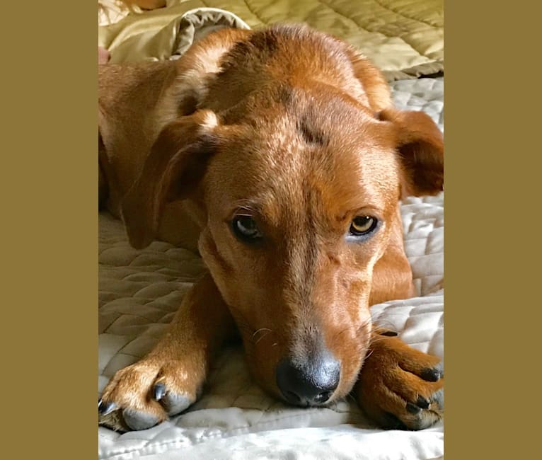 Bourbon, a Miniature/MAS-type Australian Shepherd and Mountain Cur mix tested with EmbarkVet.com