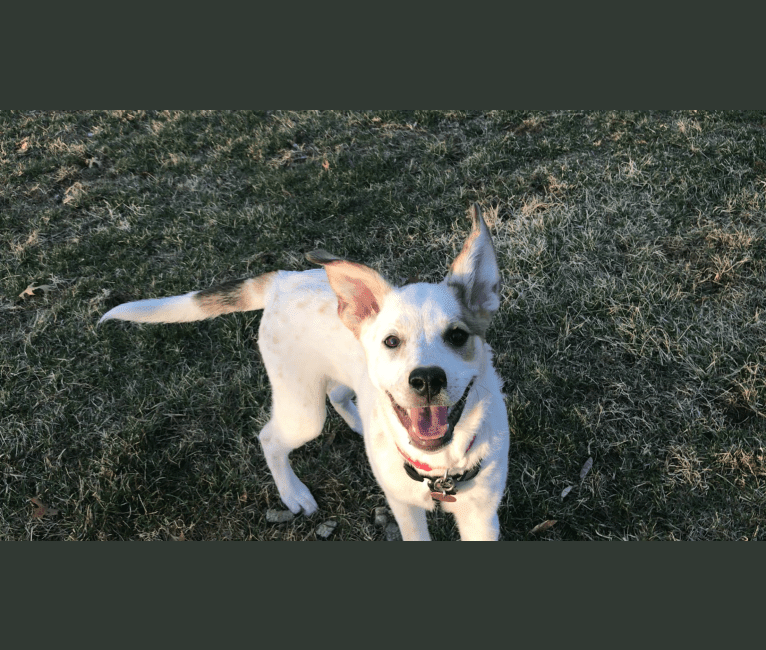 Photo of Millie, an Australian Cattle Dog, Great Pyrenees, Labrador Retriever, and Border Collie mix in St. Louis, Missouri, USA