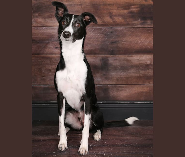 Proven, a Border Collie and Whippet mix tested with EmbarkVet.com