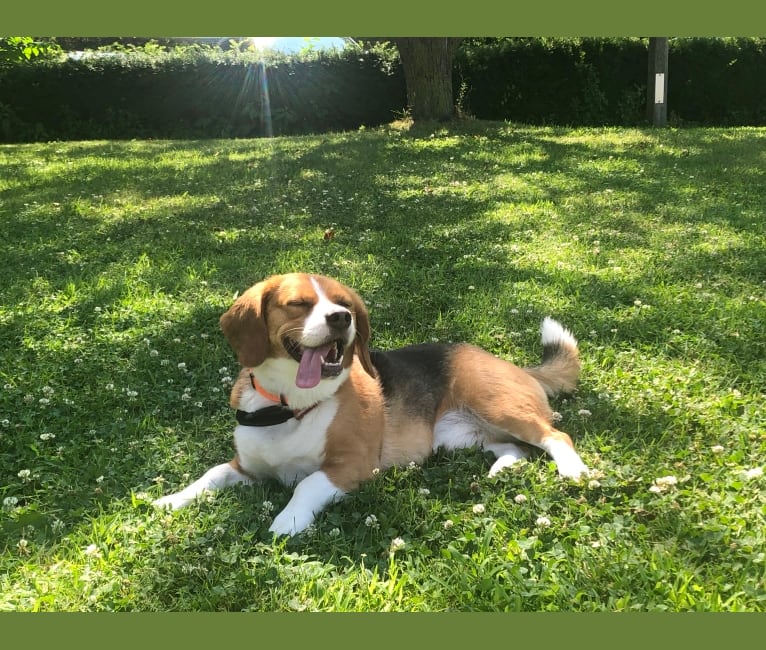 Pekingese beagle best sale mix