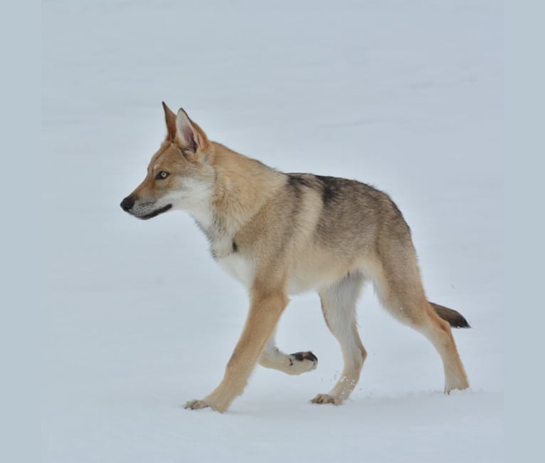 Timber, a Saarloos Wolfdog tested with EmbarkVet.com