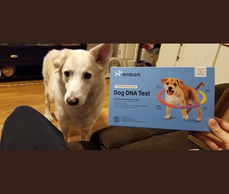 Ghost, a Siberian Husky and German Shepherd Dog mix tested with EmbarkVet.com