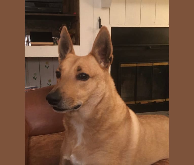 Gitlee, a Carolina Dog tested with EmbarkVet.com