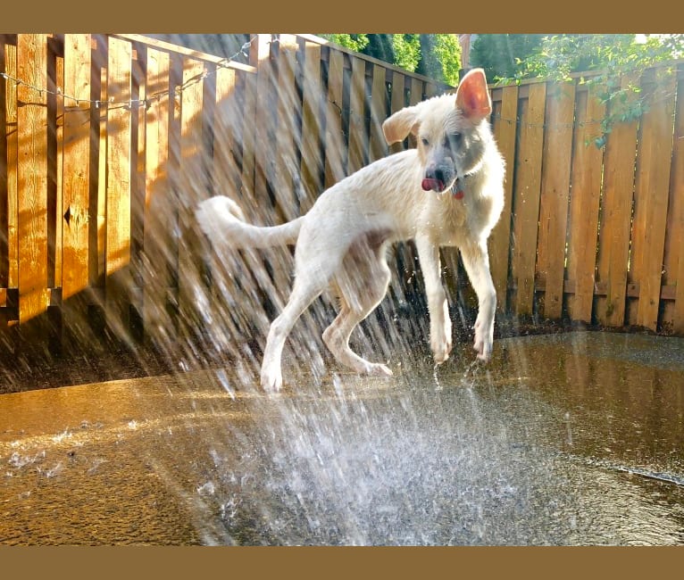 Halley, a Great Pyrenees and German Shepherd Dog mix tested with EmbarkVet.com