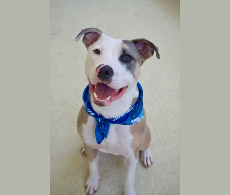 Photo of Nalu, an American Pit Bull Terrier and American Staffordshire Terrier mix in Los Angeles, California, USA