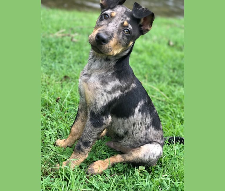 Mini catahoula leopard dog sale