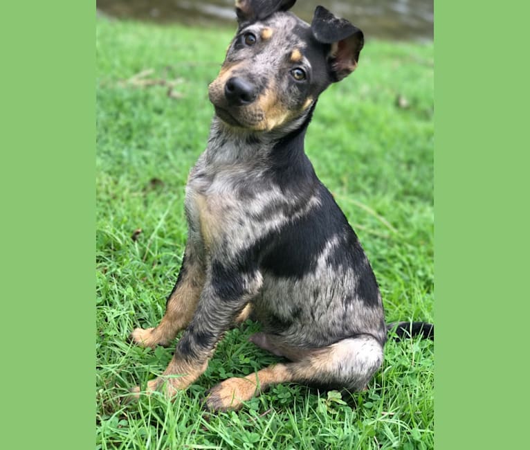 Rhett, a Catahoula Leopard Dog and Siberian Husky mix tested with EmbarkVet.com