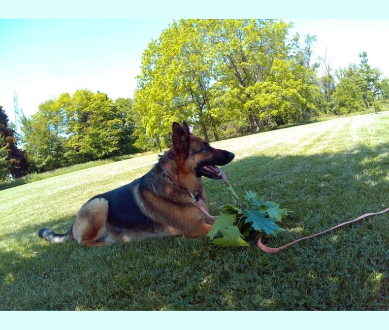 Ruger, a German Shepherd Dog tested with EmbarkVet.com