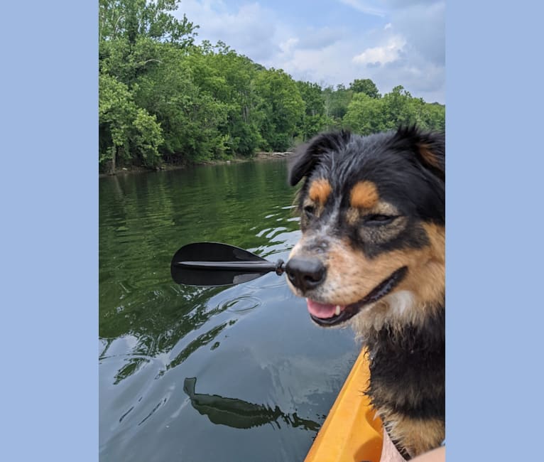 Felicia, a Chow Chow and Doberman Pinscher mix tested with EmbarkVet.com
