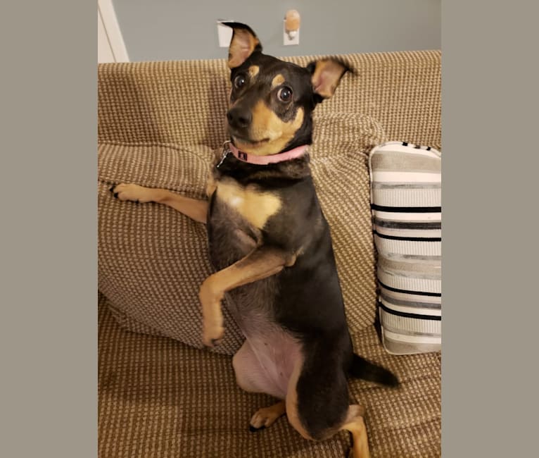 Holly, a Miniature Pinscher and Australian Cattle Dog mix tested with EmbarkVet.com