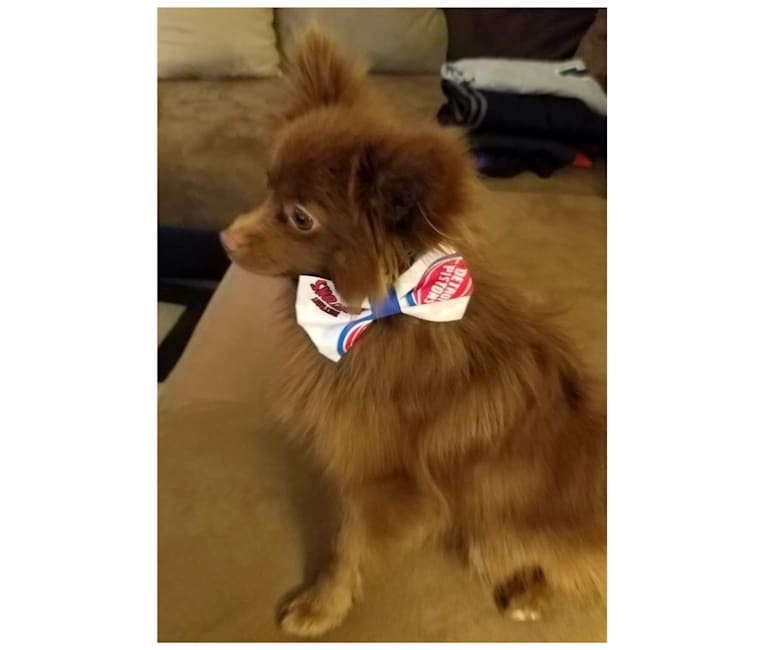 Rosie, a Pomeranian tested with EmbarkVet.com