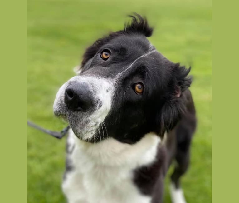 Tula, a Central Asian Shepherd Dog tested with EmbarkVet.com