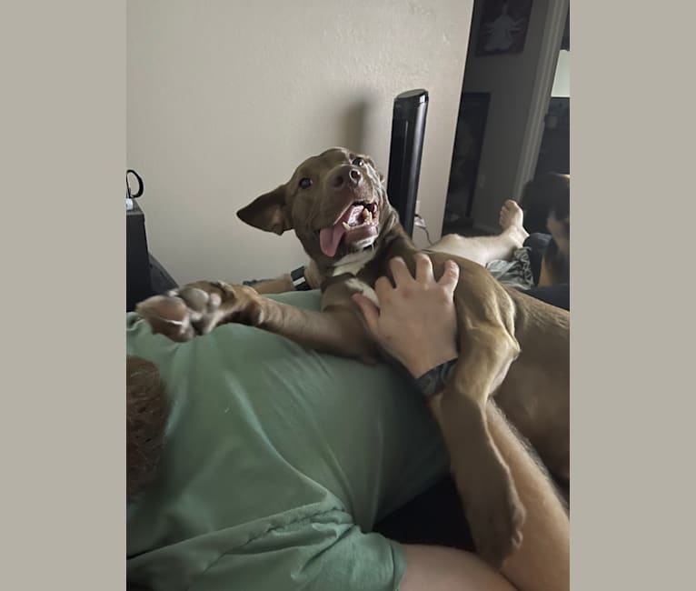 Juniper, an American Pit Bull Terrier and German Shepherd Dog mix tested with EmbarkVet.com
