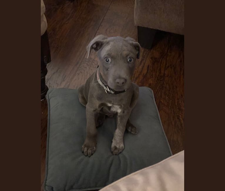 Remy pitbull puppies for sale best sale