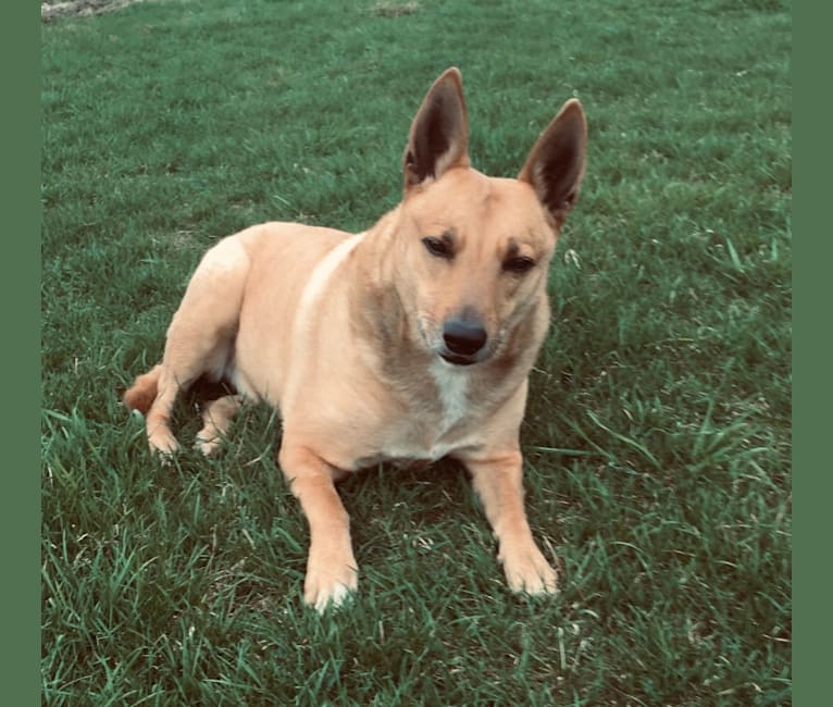 Gitlee, a Carolina Dog tested with EmbarkVet.com