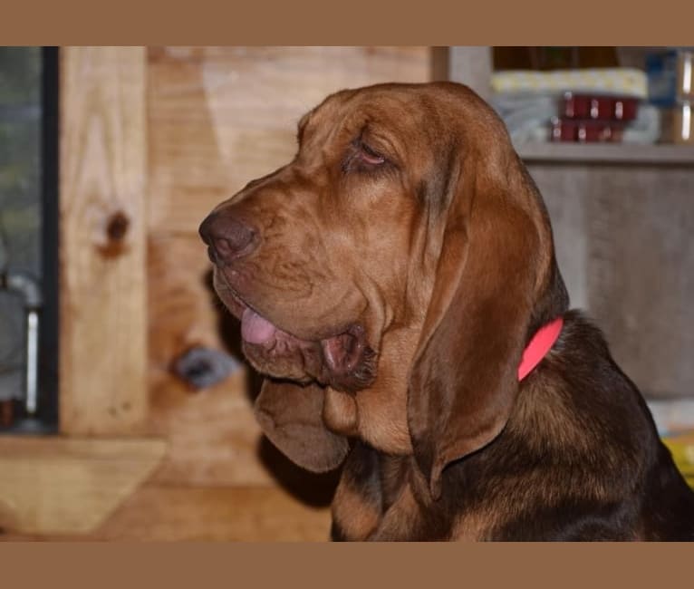 Jolene, a Bloodhound tested with EmbarkVet.com